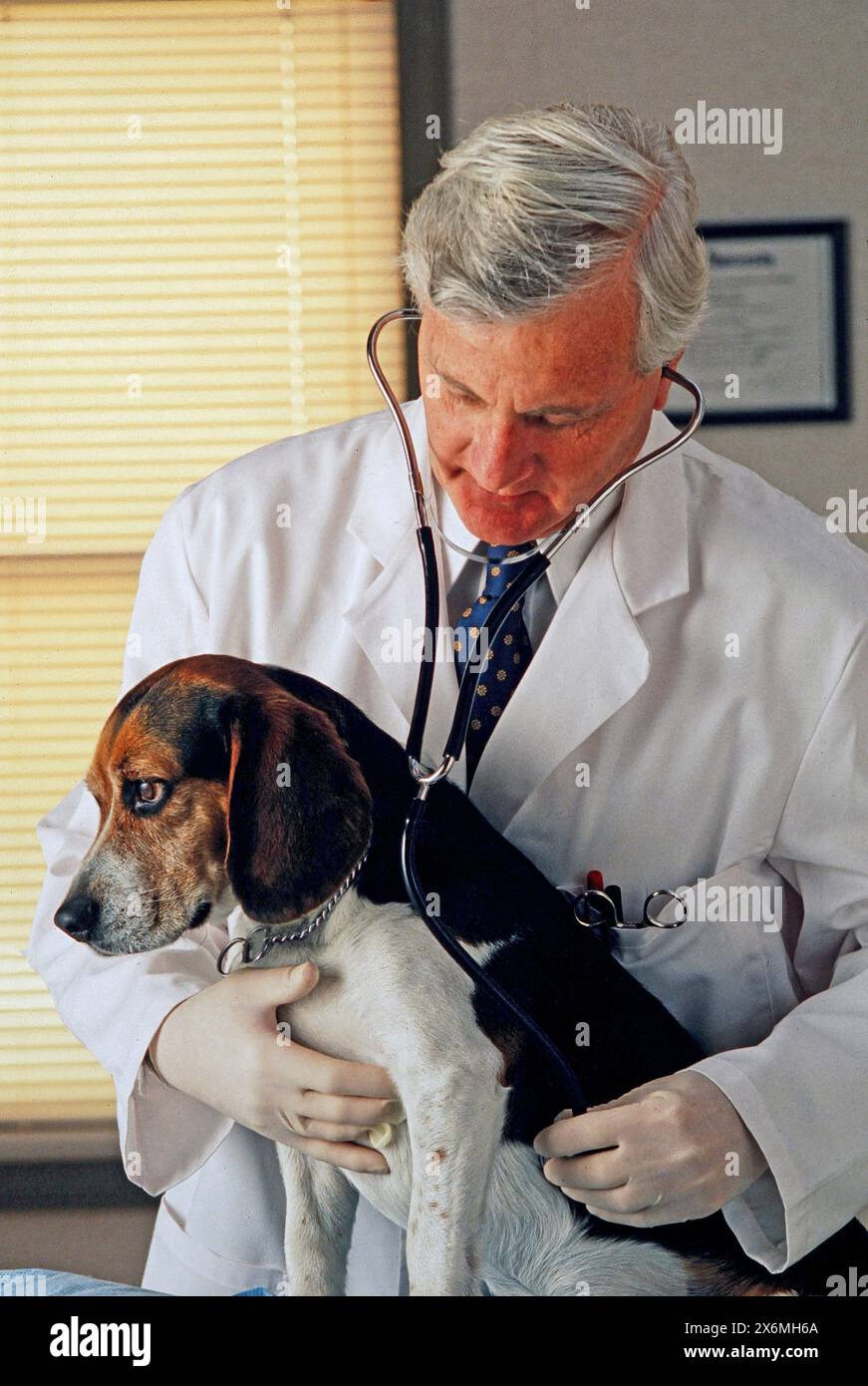 Ein Tierarzt führt eine gründliche Untersuchung eines Hundes mit einem Stethoskop durch, um die Herz- und Lungenfunktionen des Haustiers zu überprüfen. Der Hund bleibt ruhig und Stockfoto
