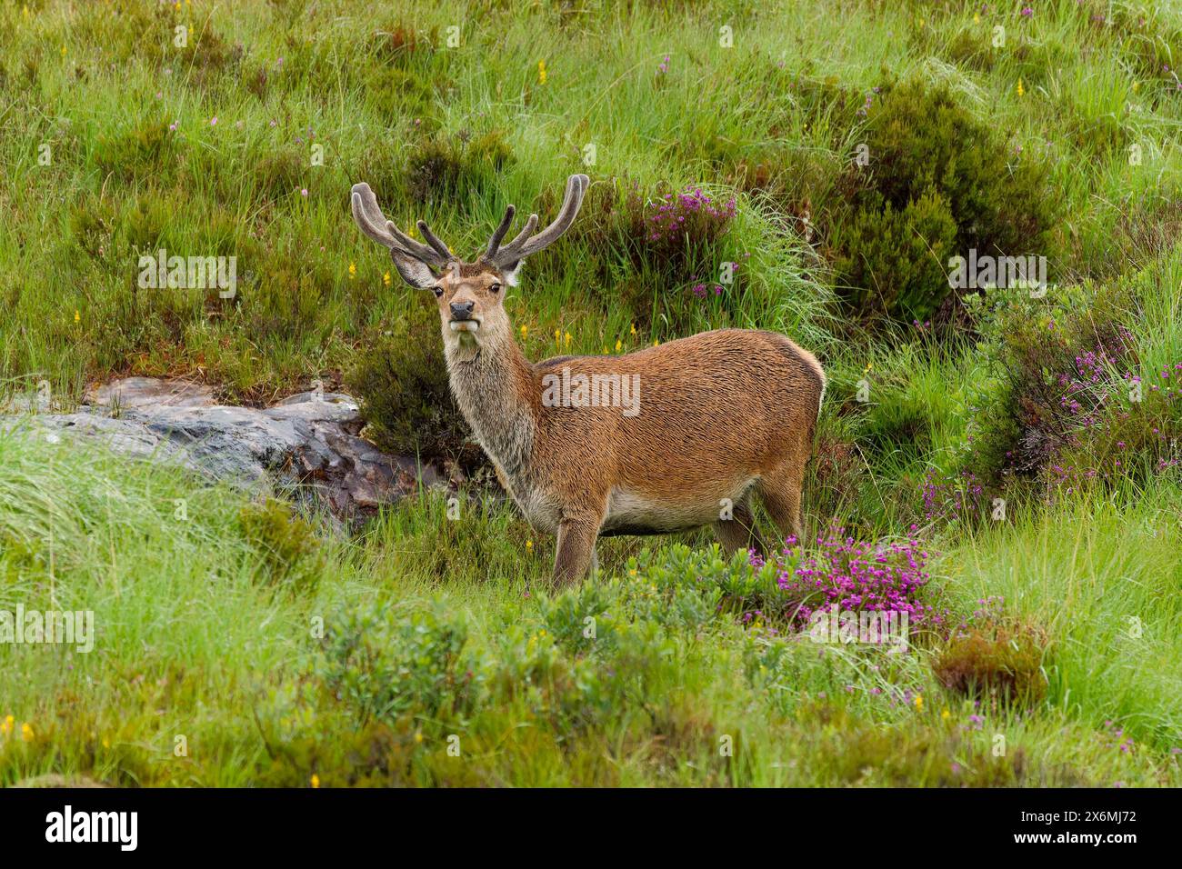 Großbritannien, Schottland, West Highlands, Applecross Pass, eine Herde junger Hochlandhirsche, die neben unserem Wohnmobil im Regen weiden Stockfoto