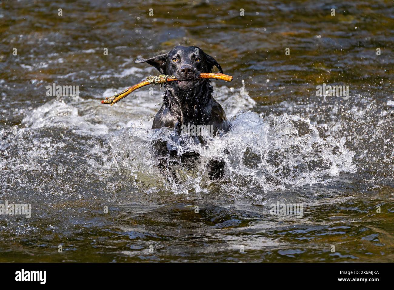 Der junge Labrador spielt überschwänglich im Fluss Stockfoto