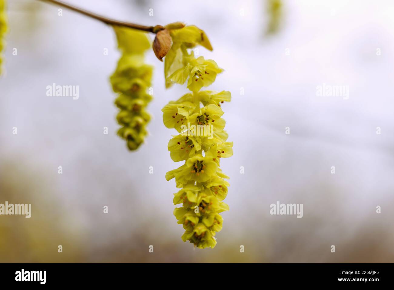 Blühende chinesische falsche Haselnuss (Corylopsis sinensis var. Sinensis Hemsley) Stockfoto