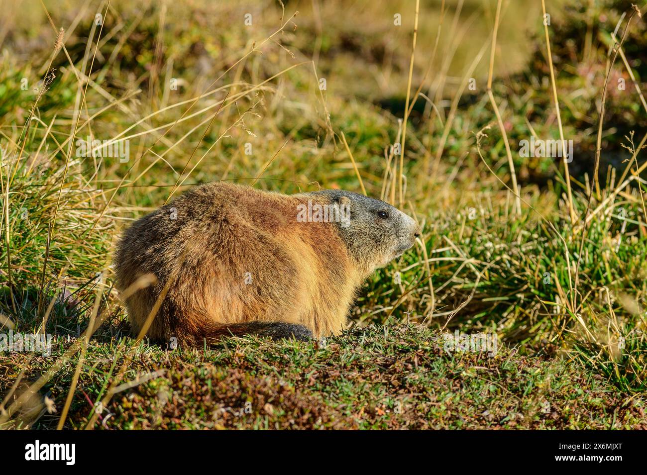 Murmeltier im Gras, Marmota marmota, Tuxer Alpen, Zillertal, Tirol, Österreich Stockfoto