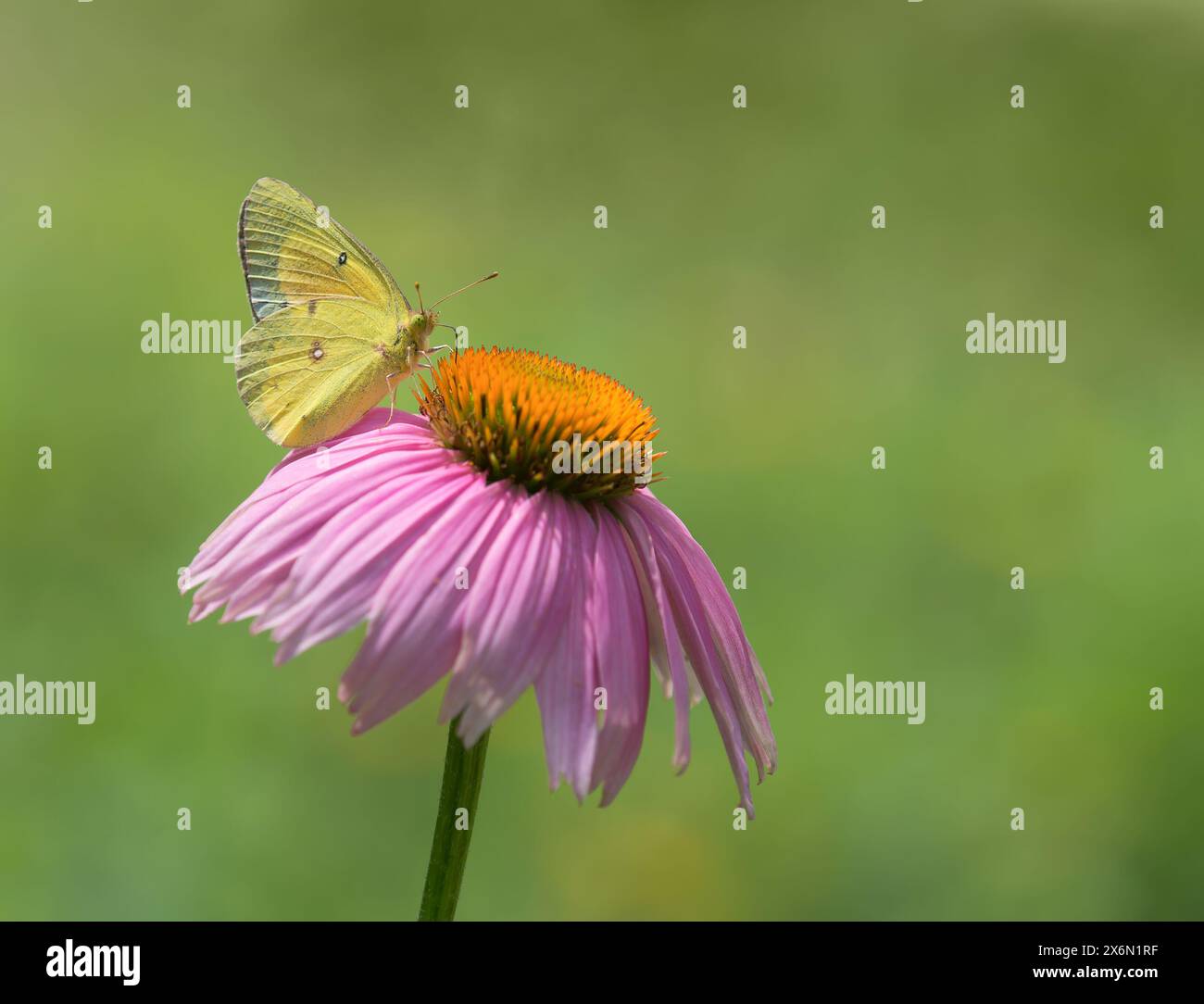 Orangenschwefel (Colias eurytheme) Schmetterling, der sich im Frühlingsgarten von violettem Coneflower ernährt. Naturgrüner Hintergrund mit Kopierraum. Stockfoto