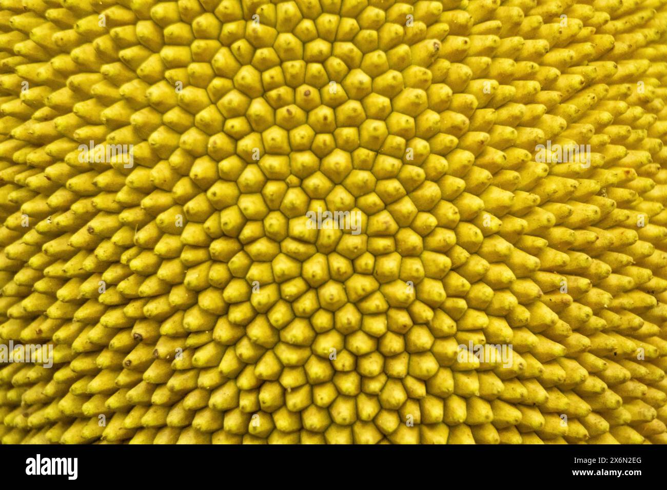 Jackfrucht-Textur-Nahaufnahme. Abstrakter Naturhintergrund. Stockfoto