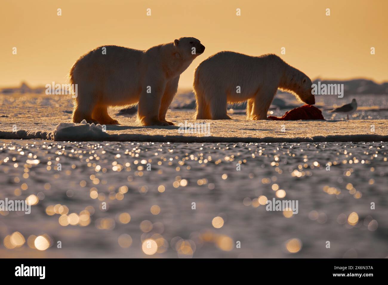 Tierwelt - zwei Eisbären auf treibendem Eis mit Schneesäumung an getöteten Robben, Skelett und Blut, Tierwelt Svalbard, Norwegen. Beras mit Kadaver, Wildlif Stockfoto