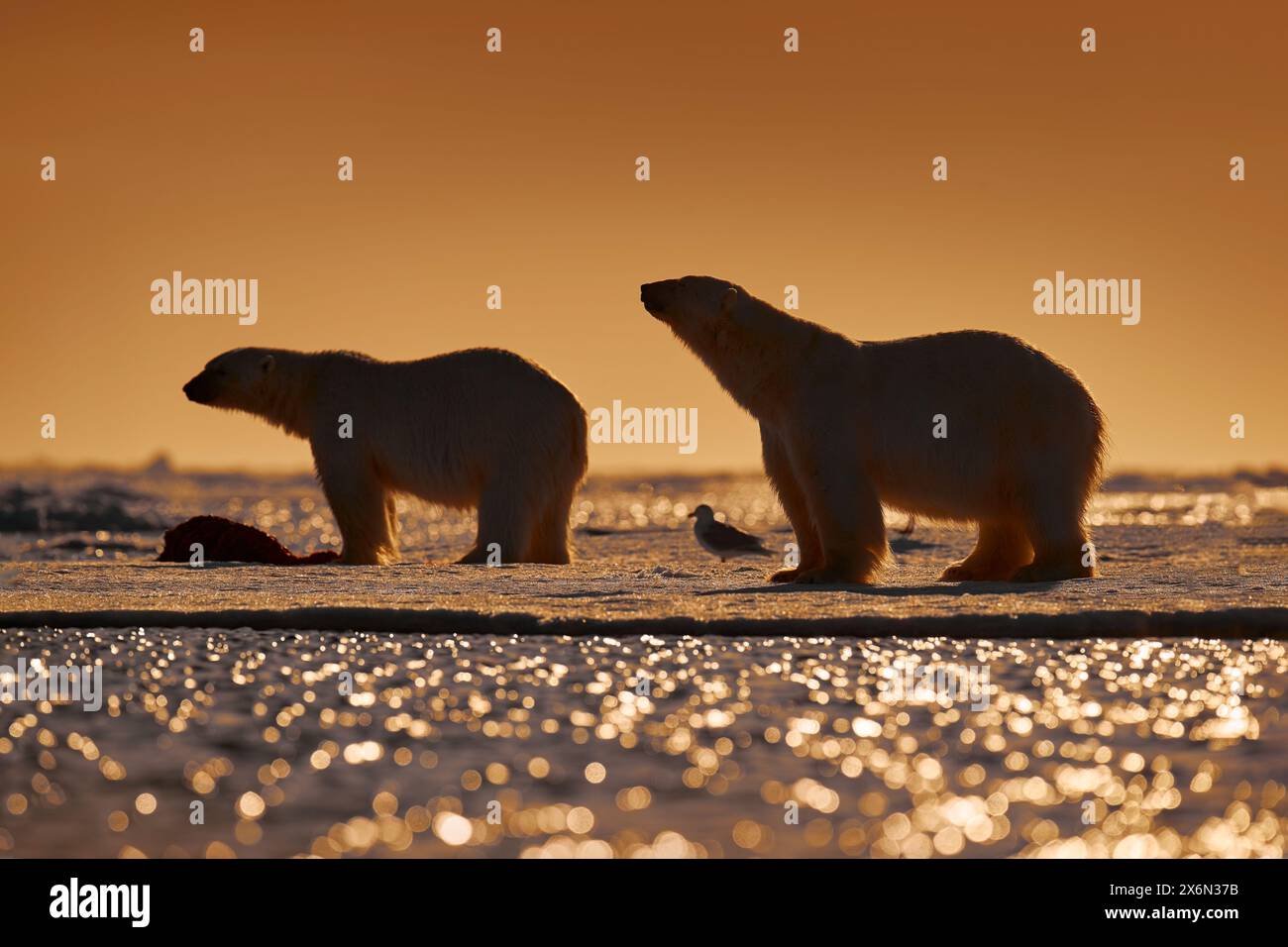 Tierwelt - zwei Eisbären auf treibendem Eis mit Schneesäumung an getöteten Robben, Skelett und Blut, Tierwelt Svalbard, Norwegen. Beras mit Kadaver, Wildlif Stockfoto