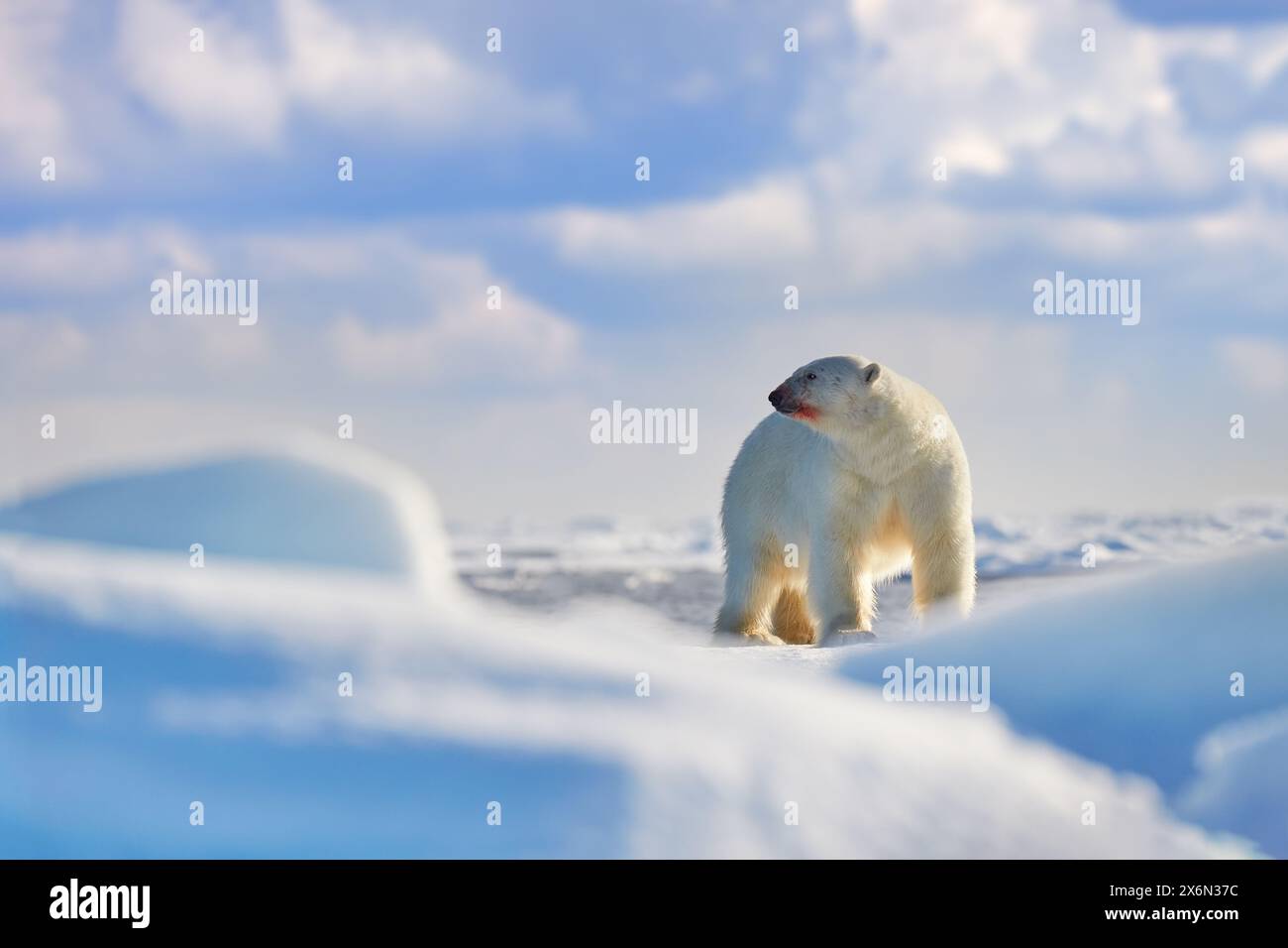 Tierwelt - zwei Eisbären auf treibendem Eis mit Schneesäumung an getöteten Robben, Skelett und Blut, Tierwelt Svalbard, Norwegen. Beras mit Kadaver, Wildlif Stockfoto