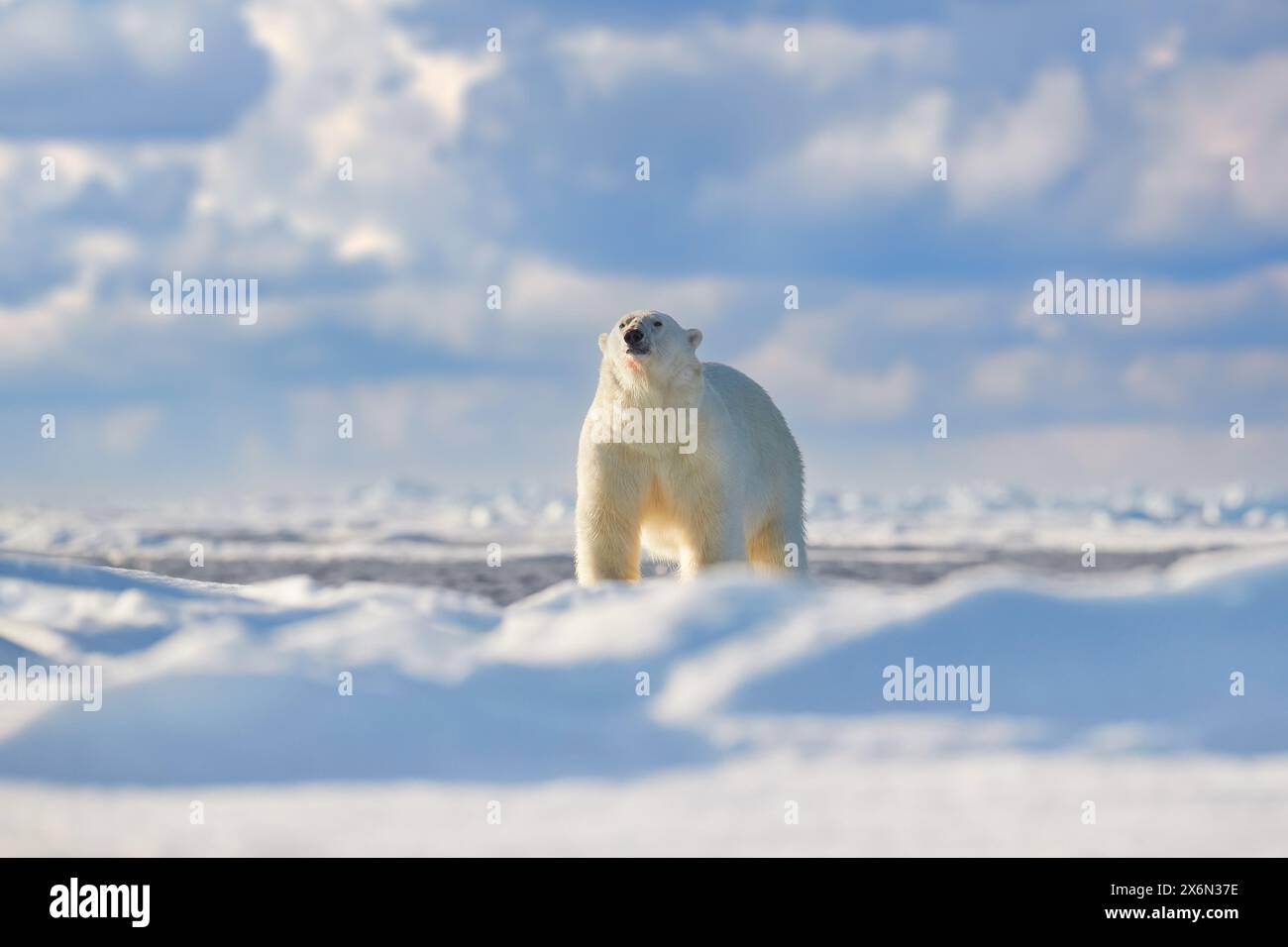 Tierwelt - zwei Eisbären auf treibendem Eis mit Schneesäumung an getöteten Robben, Skelett und Blut, Tierwelt Svalbard, Norwegen. Beras mit Kadaver, Wildlif Stockfoto