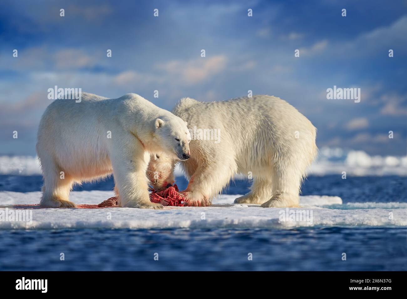 Wildtiere Svalbard, Norwegen. Bären mit Kadaver-Pelzfell, Wildtiere. Kadaver blauer Himmel und Wolken. Natur - Eisbär auf treibendem Eis mit s Stockfoto