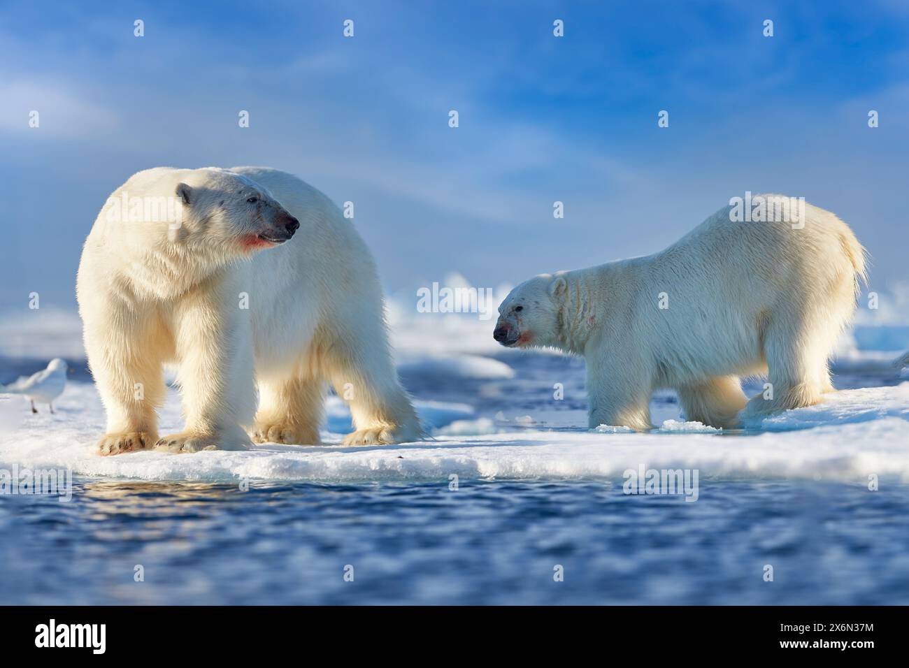 Arktische Tierwelt - zwei Eisbären auf treibendem Eis mit Schnee, der sich an getöteten Robben, Skelett und Blut ernährt, Tierwelt Svalbard, Norwegen. Beras mit Kadaver, Stockfoto