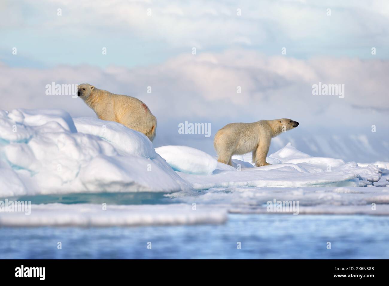 Wildtiere - Eisbär auf treibendem Eis mit Schneesäumung auf getöteten Robben, Skelett und Blut, Wildtiere Svalbard, Norwegen. Beras mit Kadaver, Wildtiere na Stockfoto