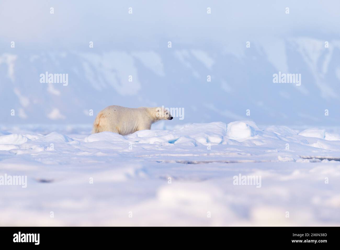 Wildtiere - Eisbär auf treibendem Eis mit Schneesäumung auf getöteten Robben, Skelett und Blut, Wildtiere Svalbard, Norwegen. Beras mit Kadaver, Wildtiere na Stockfoto