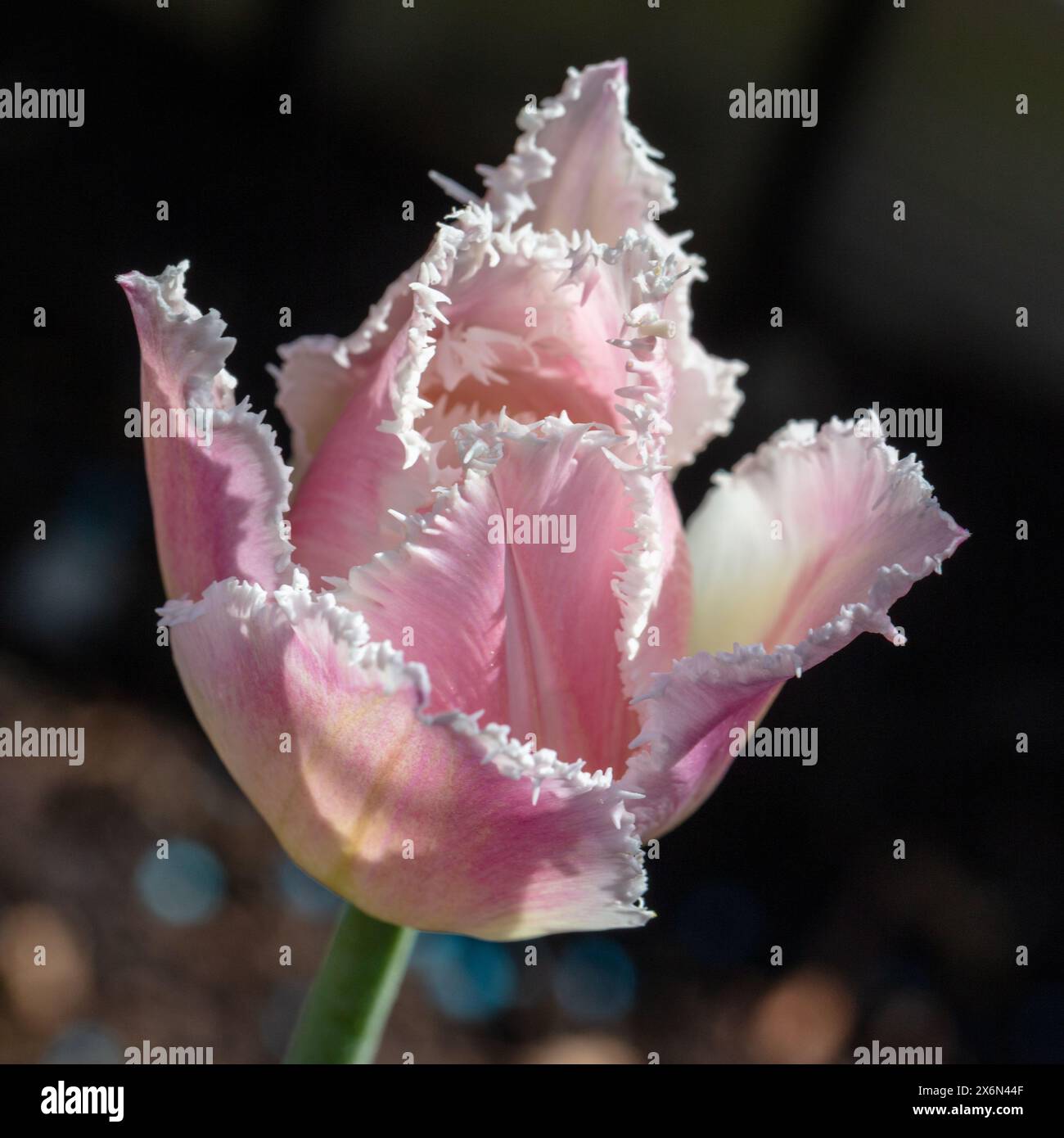 „Dallas“-Franzose Tulip, Franstulpan (Tulipa gesneriana) Stockfoto