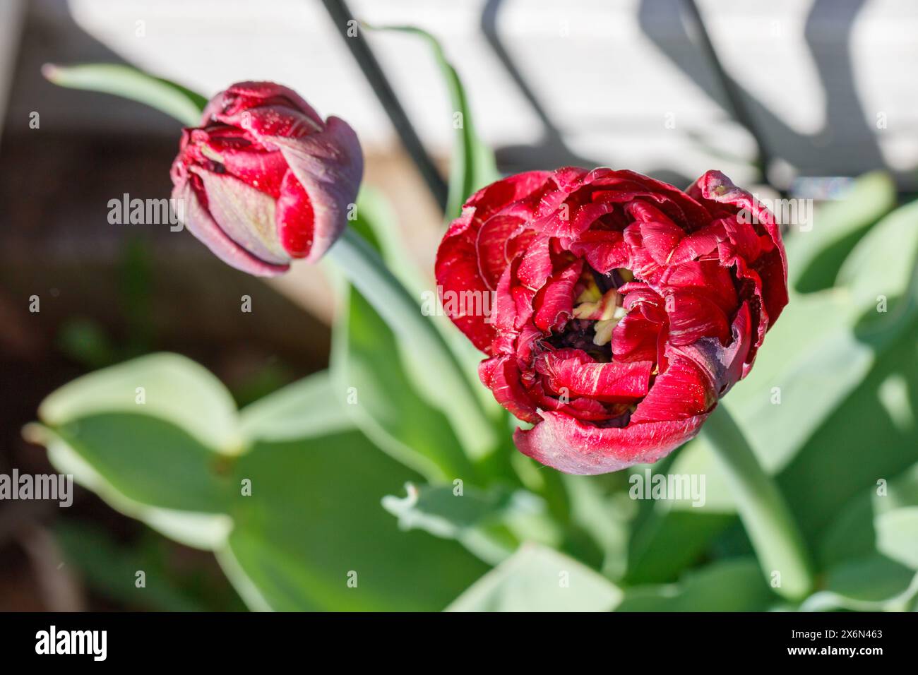 „Nachtwacht, Nachtwache“ Doppel frühe Tulpe, Tidig fylld Tulpan (Tulipa gesneriana) Stockfoto