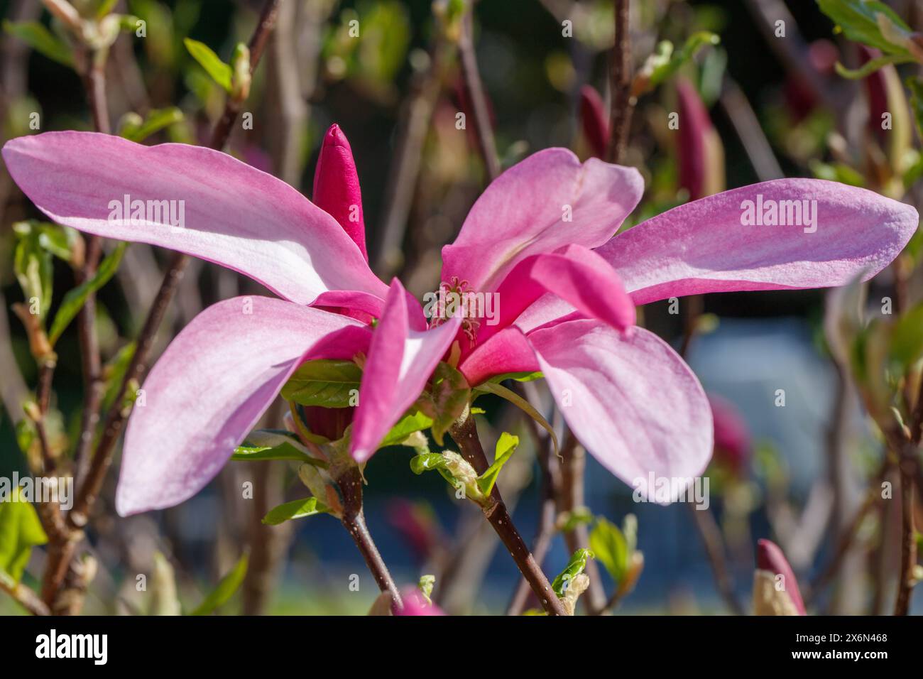 „Susan“ Hybridmagnolie, Rosenmagnolie (Magnolia liliiflora x stellata) Stockfoto