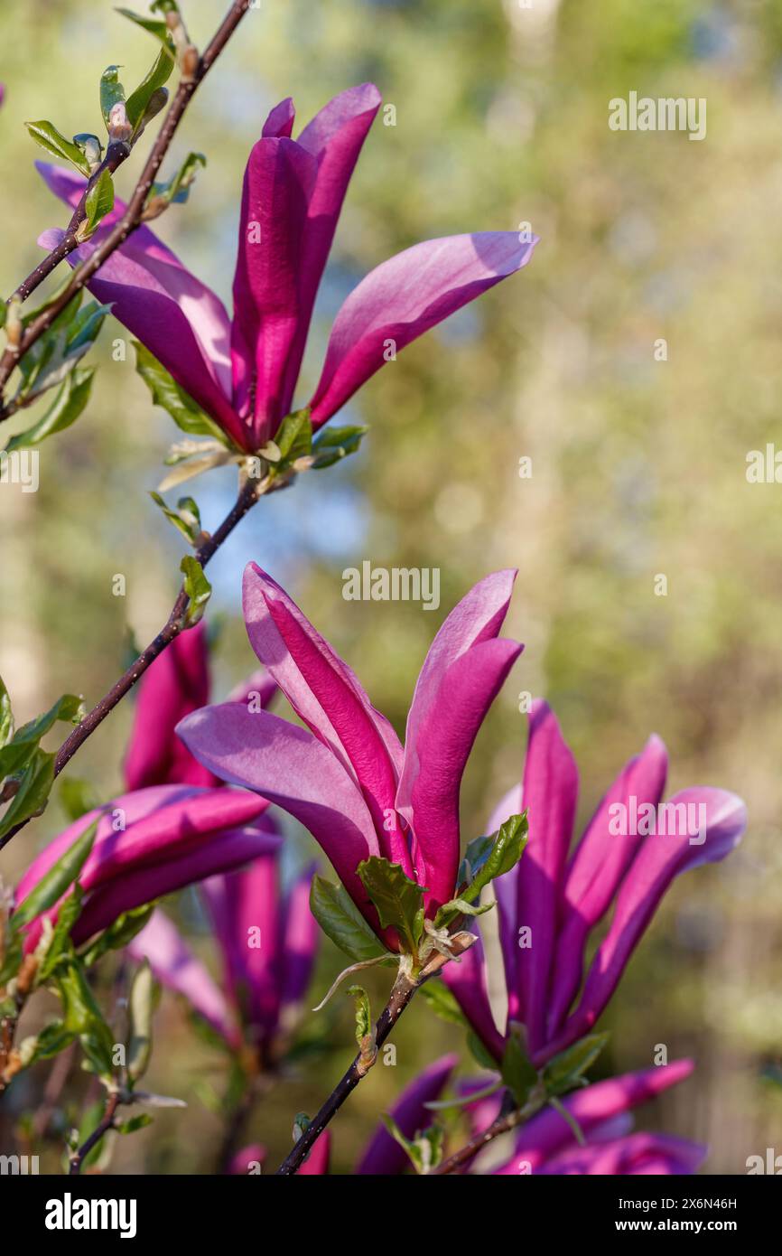 „Susan“ Hybridmagnolie, Rosenmagnolie (Magnolia liliiflora x Magnolia stellata) Stockfoto