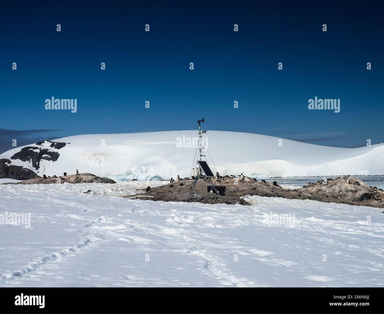 Wetterstation und Pinguine (Pygoscelis papua) auf D’Hainaut Island, Mikkelsen Harbour, Trinity Island, Palmer Archipel, Antarktis Stockfoto