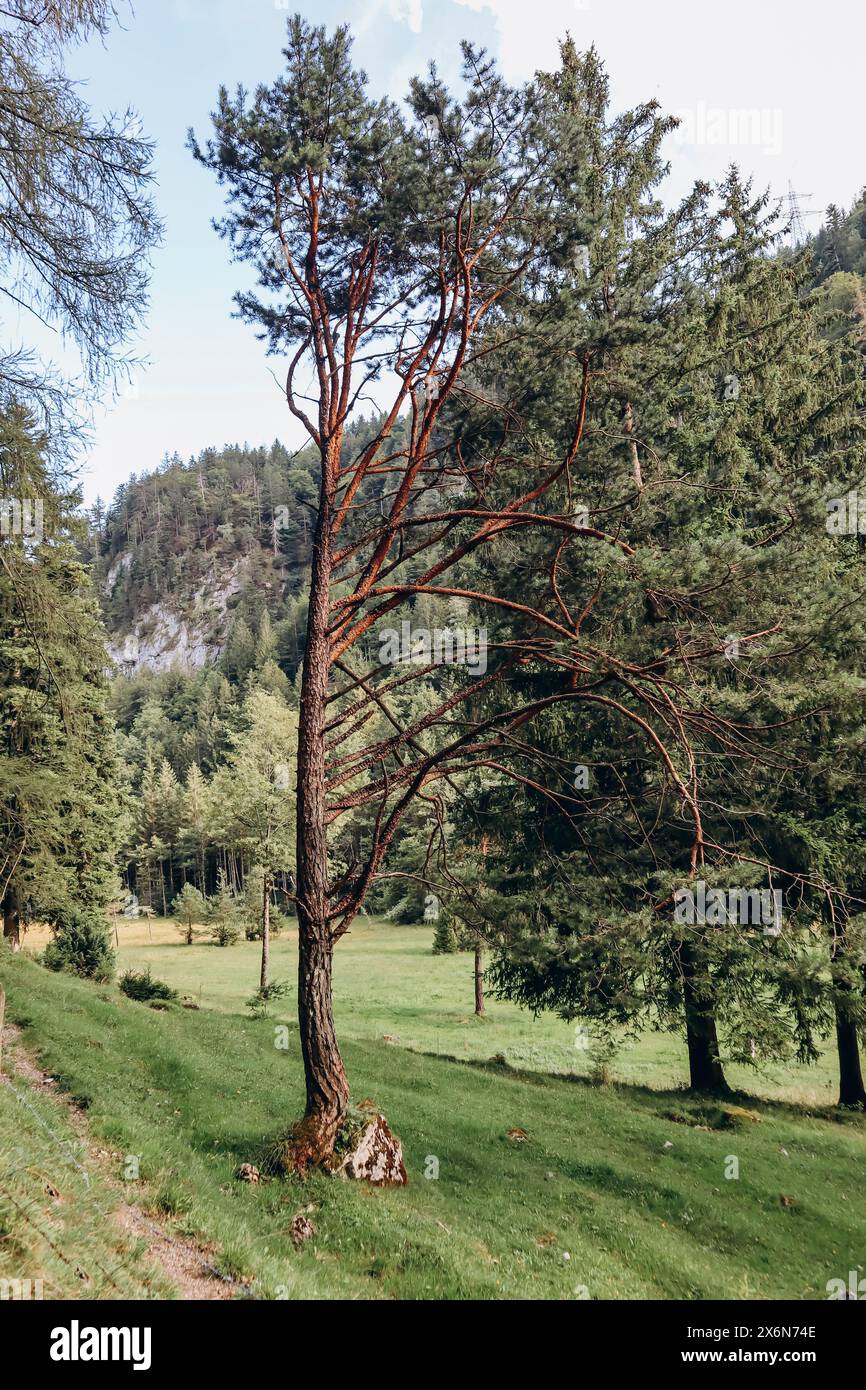 Schöner Wald in der Nähe der Stadt Füssen, Bayern, Süddeutschland Stockfoto