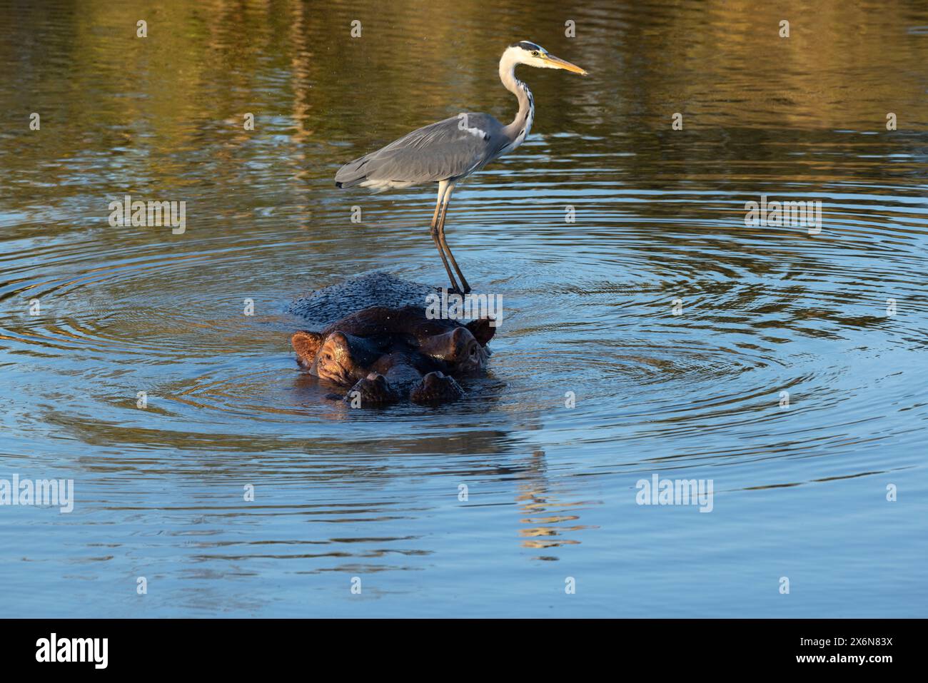 Graureiher, der opportunistisch auf dem Rücken eines Nilpferdes sitzt und in einem Wasserloch nach Fischen sucht Stockfoto