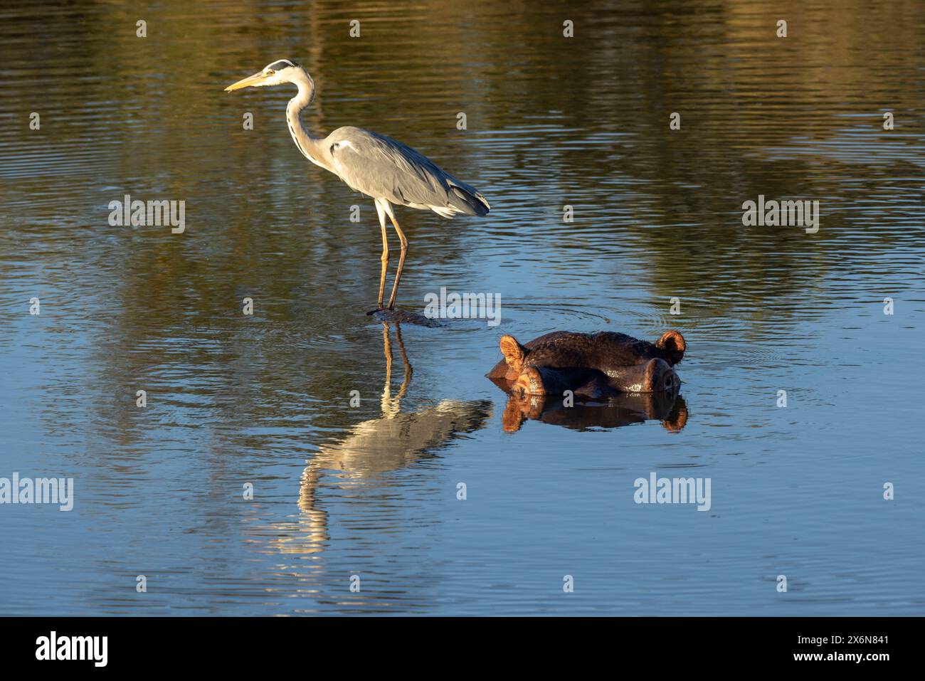 Graureiher, der opportunistisch auf dem Rücken eines Nilpferdes sitzt und in einem Wasserloch nach Fischen sucht Stockfoto