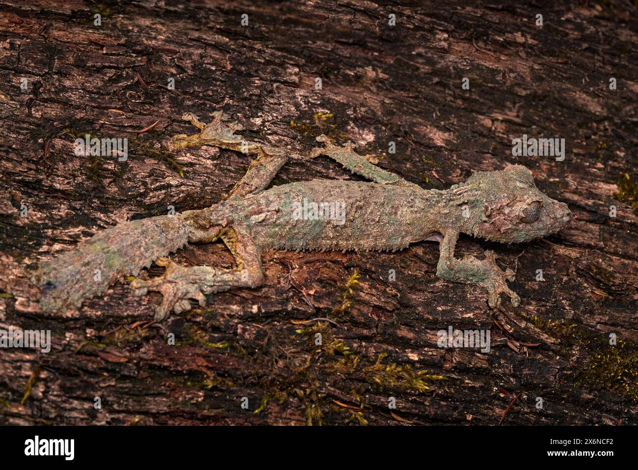 Mossy Leaf Tailed Gecko, Uroplatus sikorae, Reserve Peyrieras, im natürlichen Lebensraum Eidechsen. Gecko aus Madagaskar. Eidechse getarnt im Kofferraum. M Stockfoto