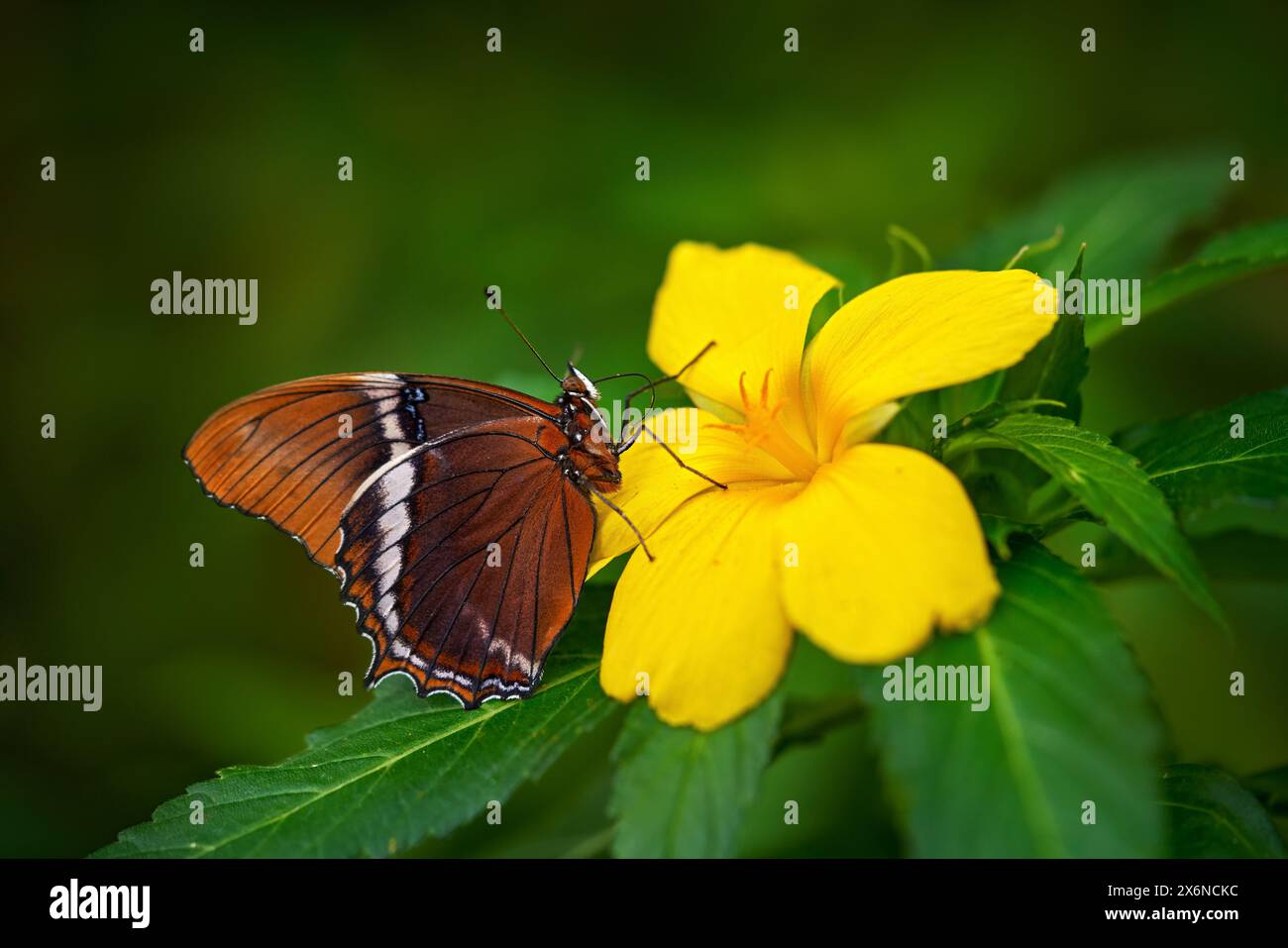 Rostbedeckte Seite, Siproeta epaphus, oranges Insekt auf Blütenblüte im natürlichen Lebensraum. Ein Schmetterling in Brasilien, Südamerika. Tierwelt Natur. Trop Stockfoto