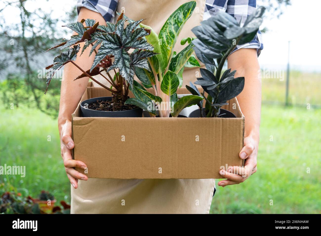 Verpackt pflanzen Fotos und Bildmaterial in hoher Auflösung Alamy