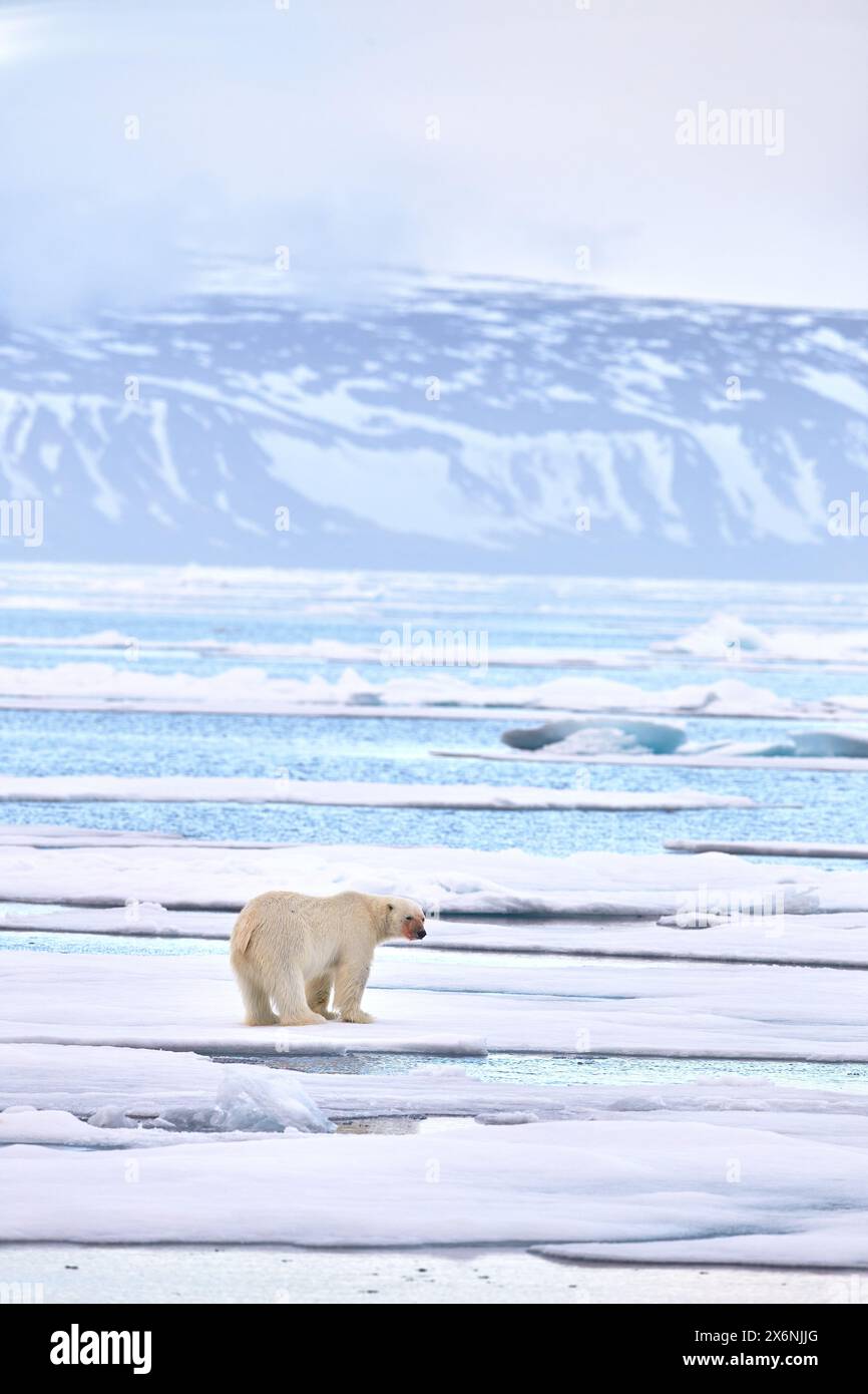 Wildtiere - Eisbär auf treibendem Eis mit Schneesäumung auf getöteten Robben, Skelett und Blut, Wildtiere Svalbard, Norwegen. Beras mit Kadaver, Wildtiere na Stockfoto