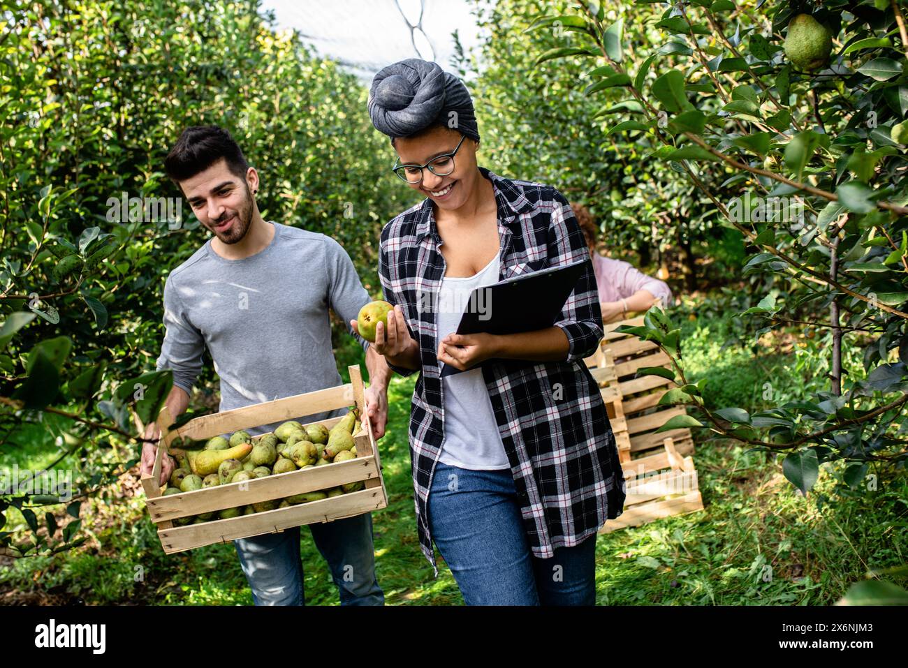 Junglandwirte im Obstgarten bei der Qualitäts- und Birnenernte. Stockfoto