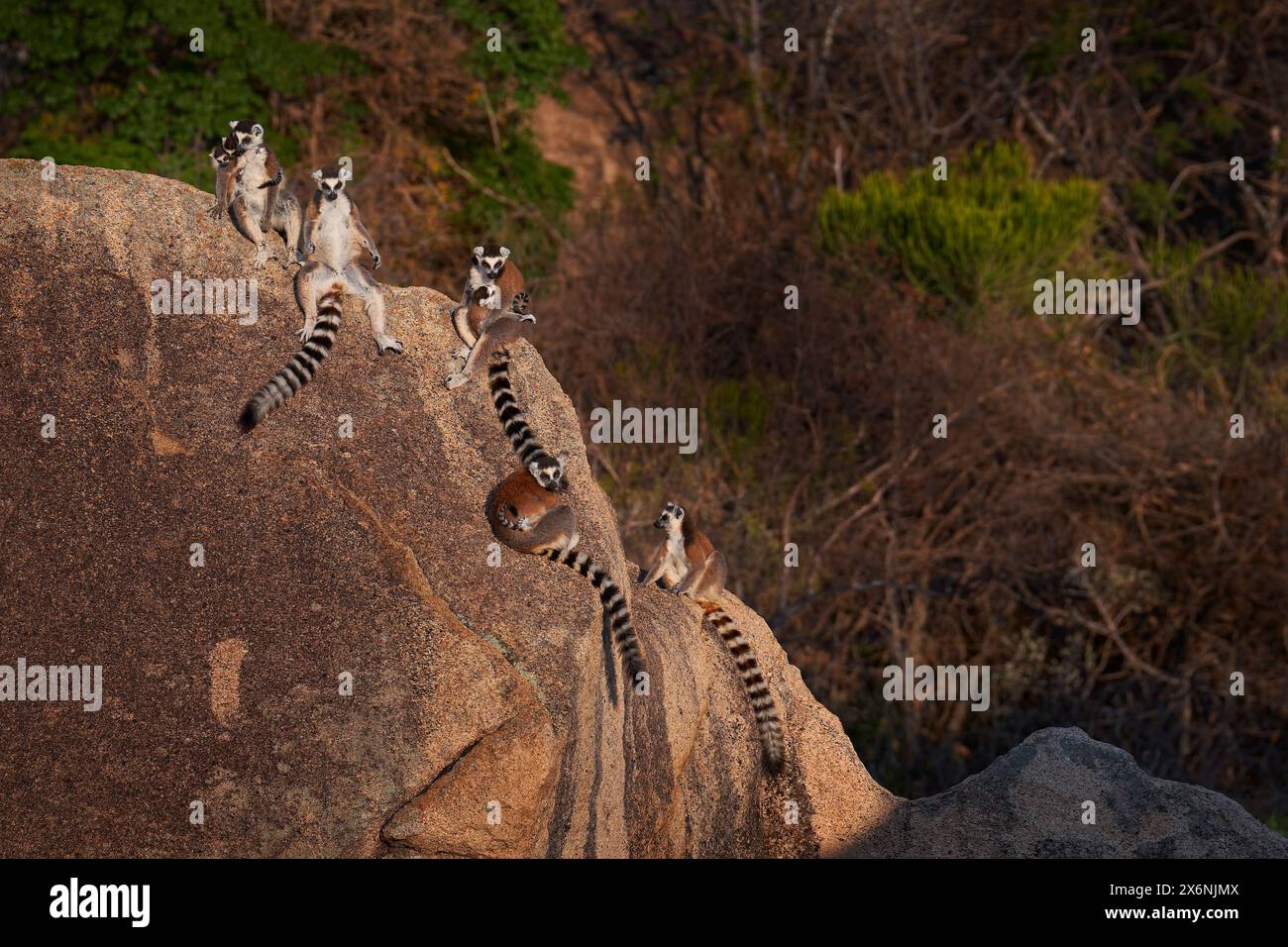Madagaskar Tierwelt. Affenfamilie, Junges. Madagaskar Wildtiere, RingschwanzLemur, Lemur Catta. Tier aus Madagaskar, Afrika, orange Augen. Eveni Stockfoto