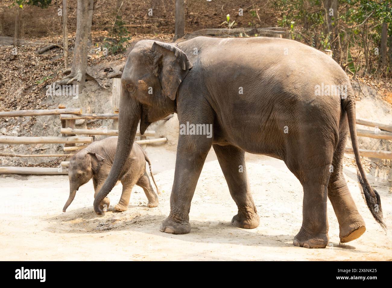 Zwei Elefanten, die gemeinsam im Freien spazieren. Große und kleine Mutter und ihr Elefantenbaby spielen Stockfoto