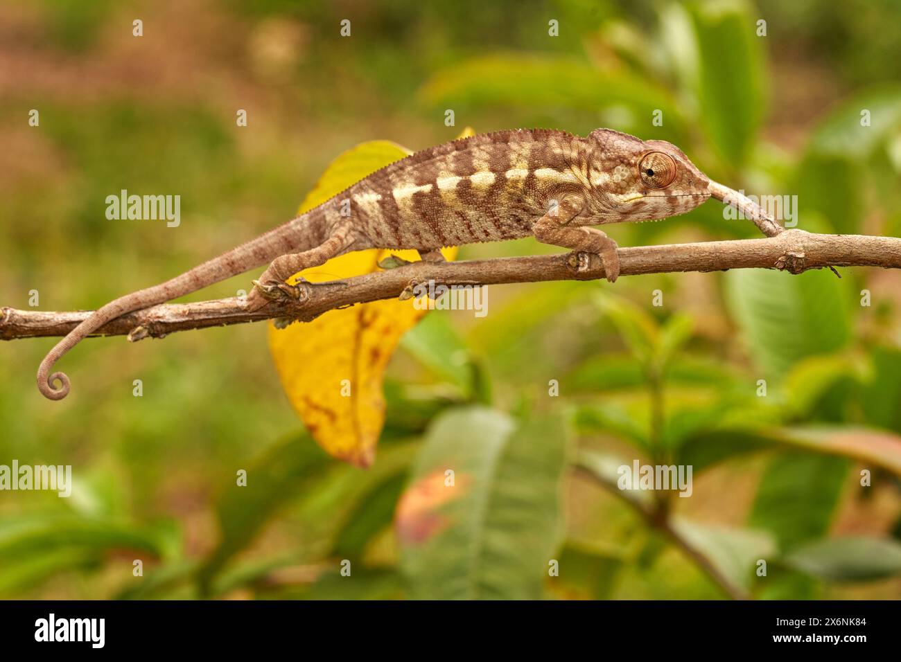 Chamäleon Furcifer pardalis sitzt auf dem Baumzweig im Naturhabitat Ranomafana NP. Endemische Echse aus Madagaskar. Chamäleon in der Nacht. Stockfoto