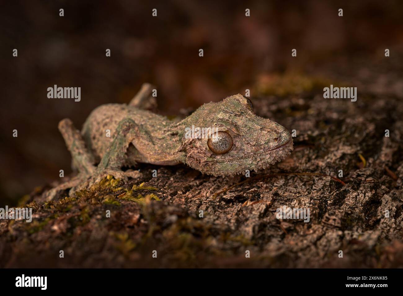 Mossy Leaf Tailed Gecko, Uroplatus sikorae, Reserve Peyrieras, im natürlichen Lebensraum Eidechsen. Gecko aus Madagaskar. Eidechse getarnt im Kofferraum. M Stockfoto