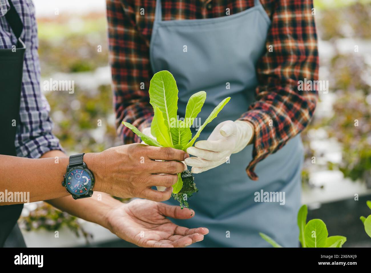 Kleinbauern handkultivieren, die Babygrüne Pflanze frisch halten, in der Hydrokultur-Gärtnerei, modernes Konzept der sauberen Öko-Landwirtschaft Stockfoto