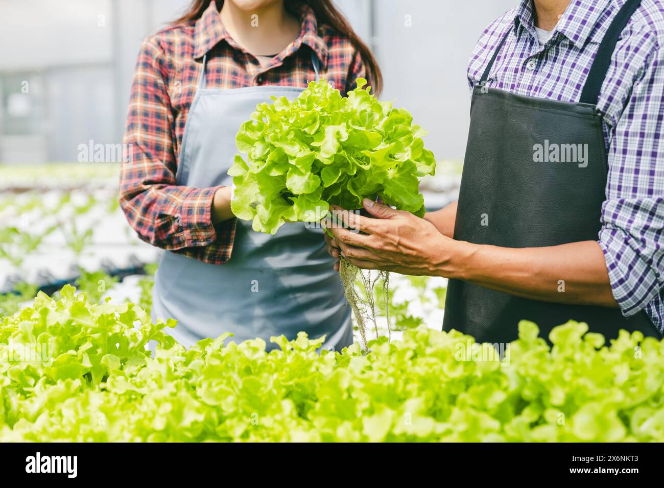 Kleinbauern handkultivieren, die Babygrüne Pflanze frisch halten, in der Hydrokultur-Gärtnerei, modernes Konzept der sauberen Öko-Landwirtschaft Stockfoto