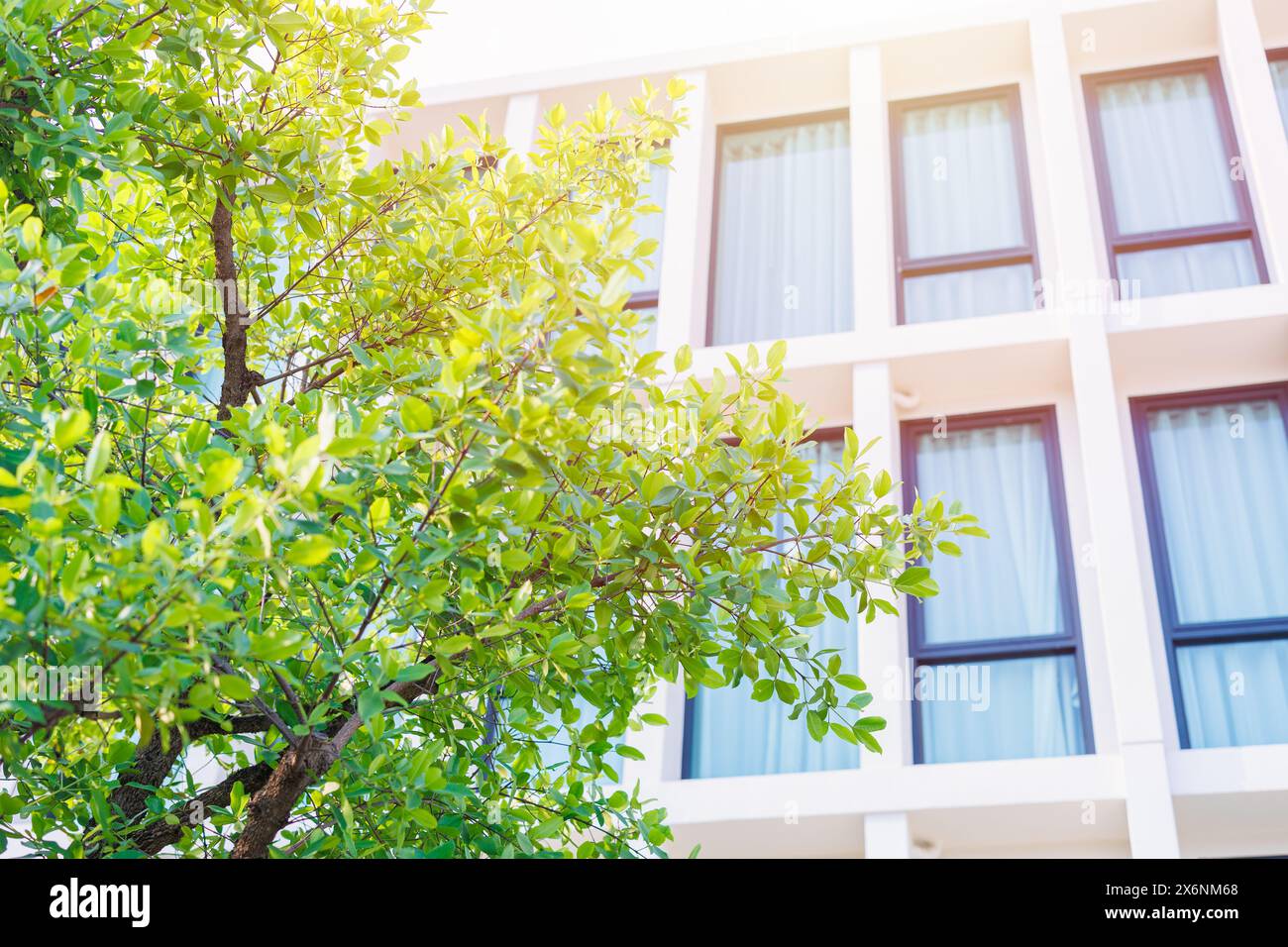 Grünes Öko-Gebäude, Gartenparkbaum rund um das Bürohotel im Freien, Leben mit der Natur, um Energie und Kühlung zu sparen. Stockfoto