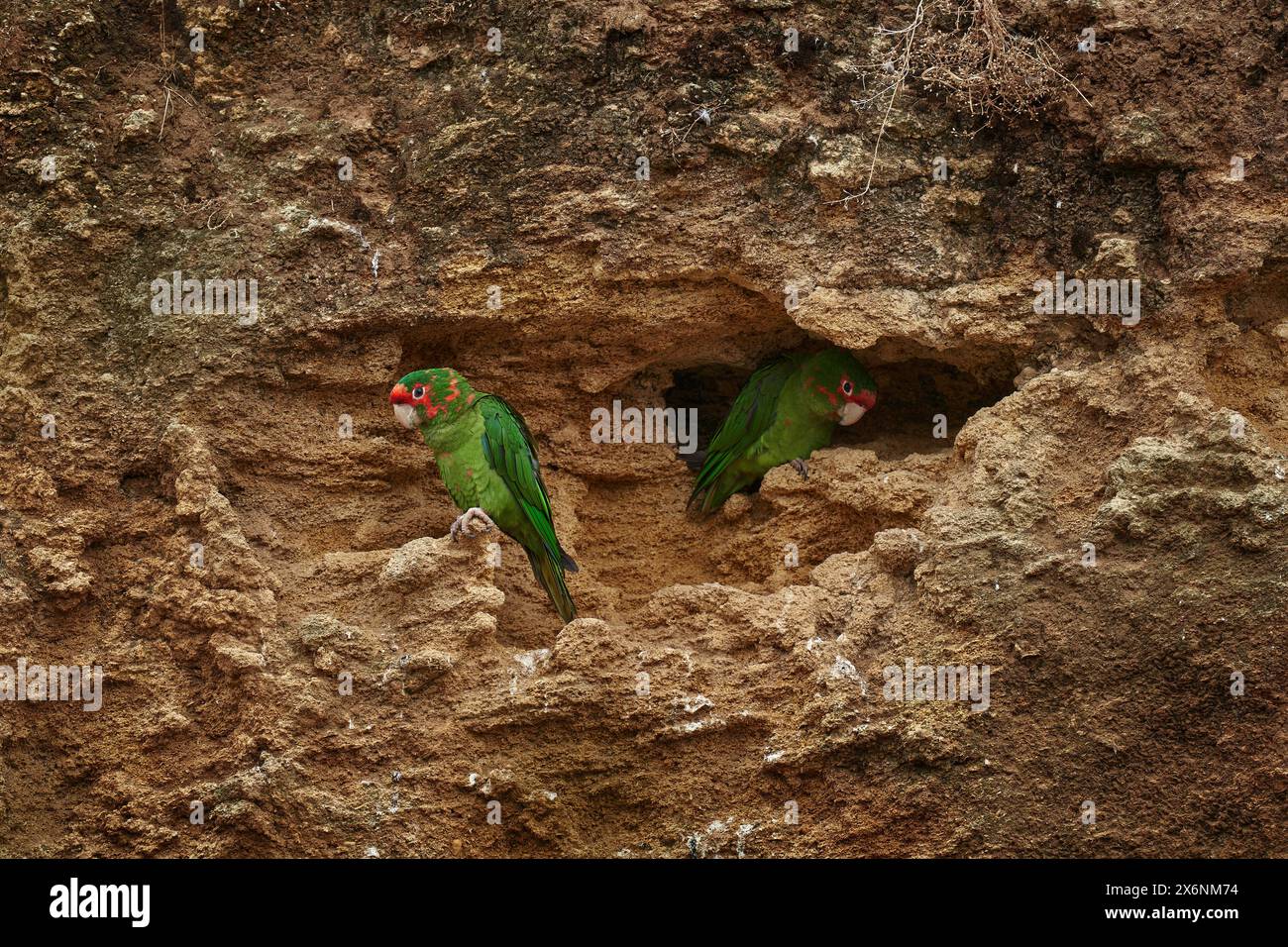 Gehrungssittich, Psittacara mitratus, rotgrüner Papagei, der auf dem Baumstamm in der Natur sitzt. Vogelgehrungskonure im natürlichen Lebensraum, wild Stockfoto