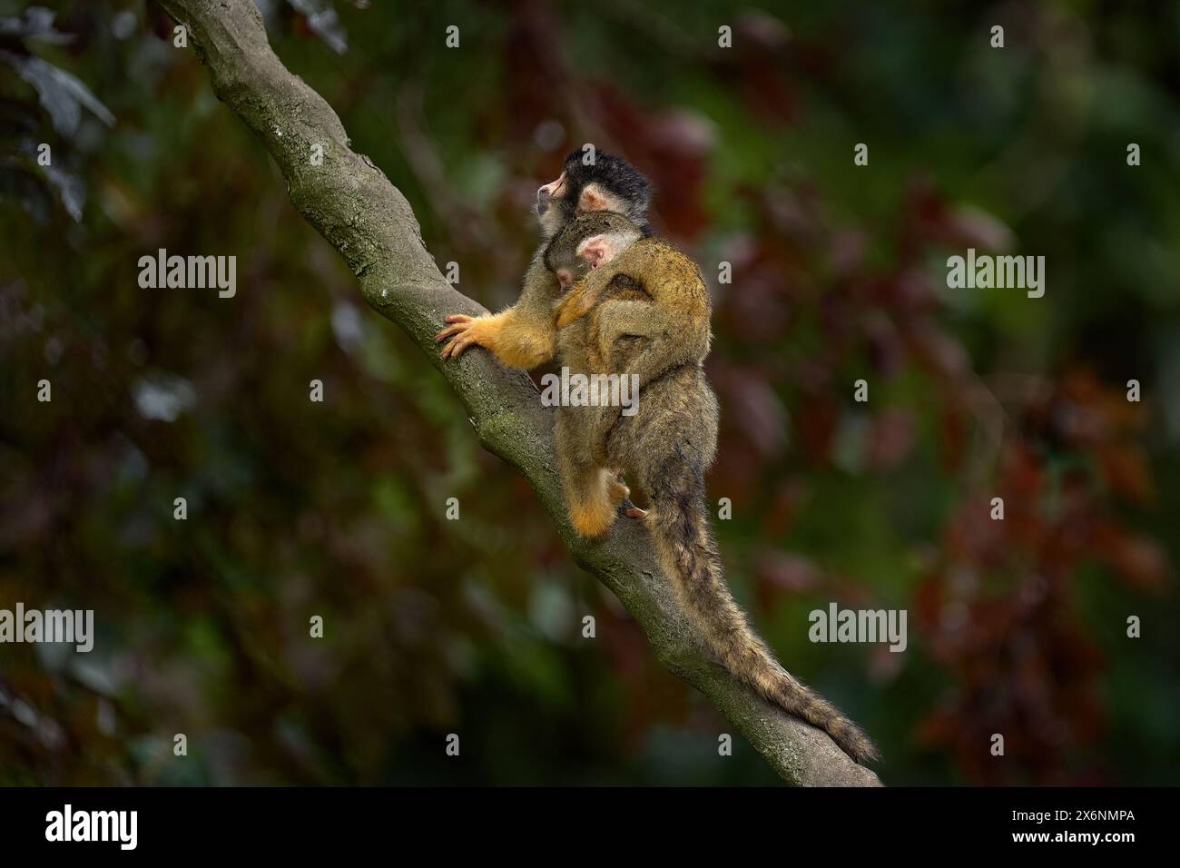 Eichhörnchenaffen mit schwarzem Deckel, Saimiri boliviensis, Bahia in Brasilien. Kleiner Affe mit jungen Jungen auf dem Rücken, klettern Sie auf den Baum im tropischen Wald Stockfoto