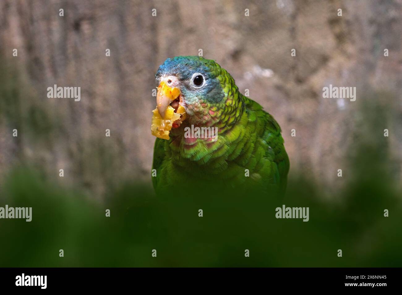 Gelbschnabel amazonas collaria, fruchtige Fütterung im natürlichen Lebensraum. Breen Blue Bird aus Jamaika in der Karibik. Jamaikanischer Papagei in der na Stockfoto