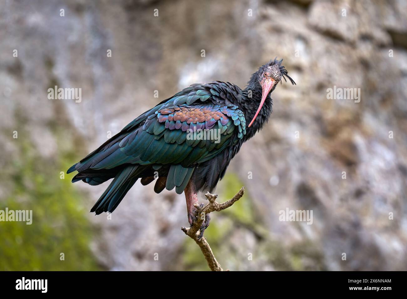 Nordkahle Ibis Geronticus eremita, exotischer Vogel im Naturraum, auf dem Stein sitzend, Marocco. Seltener Vogel in felsigem Lebensraum, Afrika. Tierwelt Stockfoto