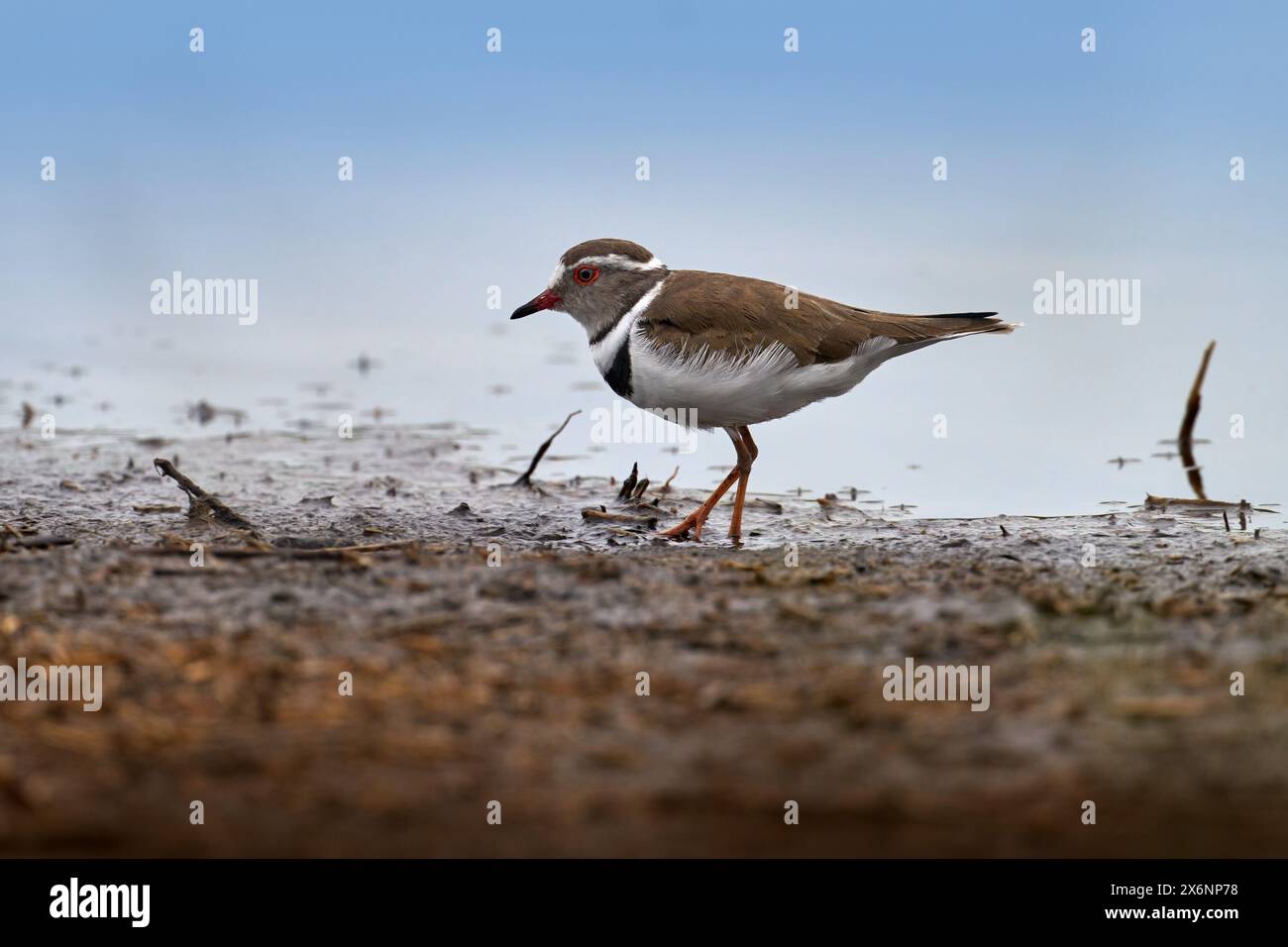 Dreibändiger Pflug, Charadrius tricollaris, kleine Watvögel. Vogel in der Nähe des blauen Wassers, Okavango-Delta in Botswana, Afrika. Dreibändiger Sandplover im Stockfoto