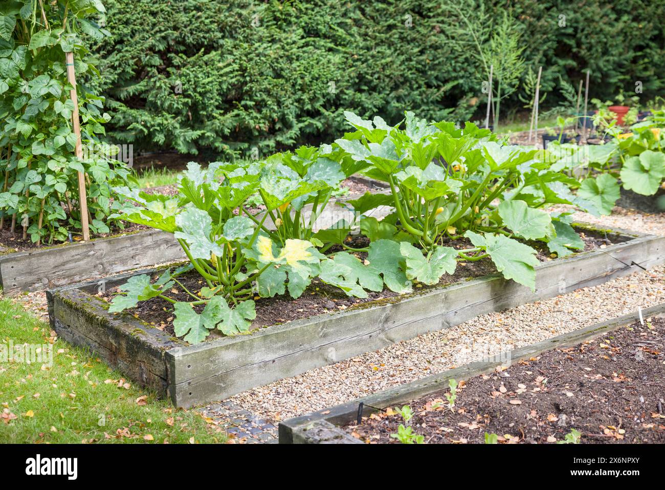 Gemüse (Zucchini- oder Zucchini-Pflanzen), das im Sommer in einem Hochbeet in einem britischen Garten wächst Stockfoto