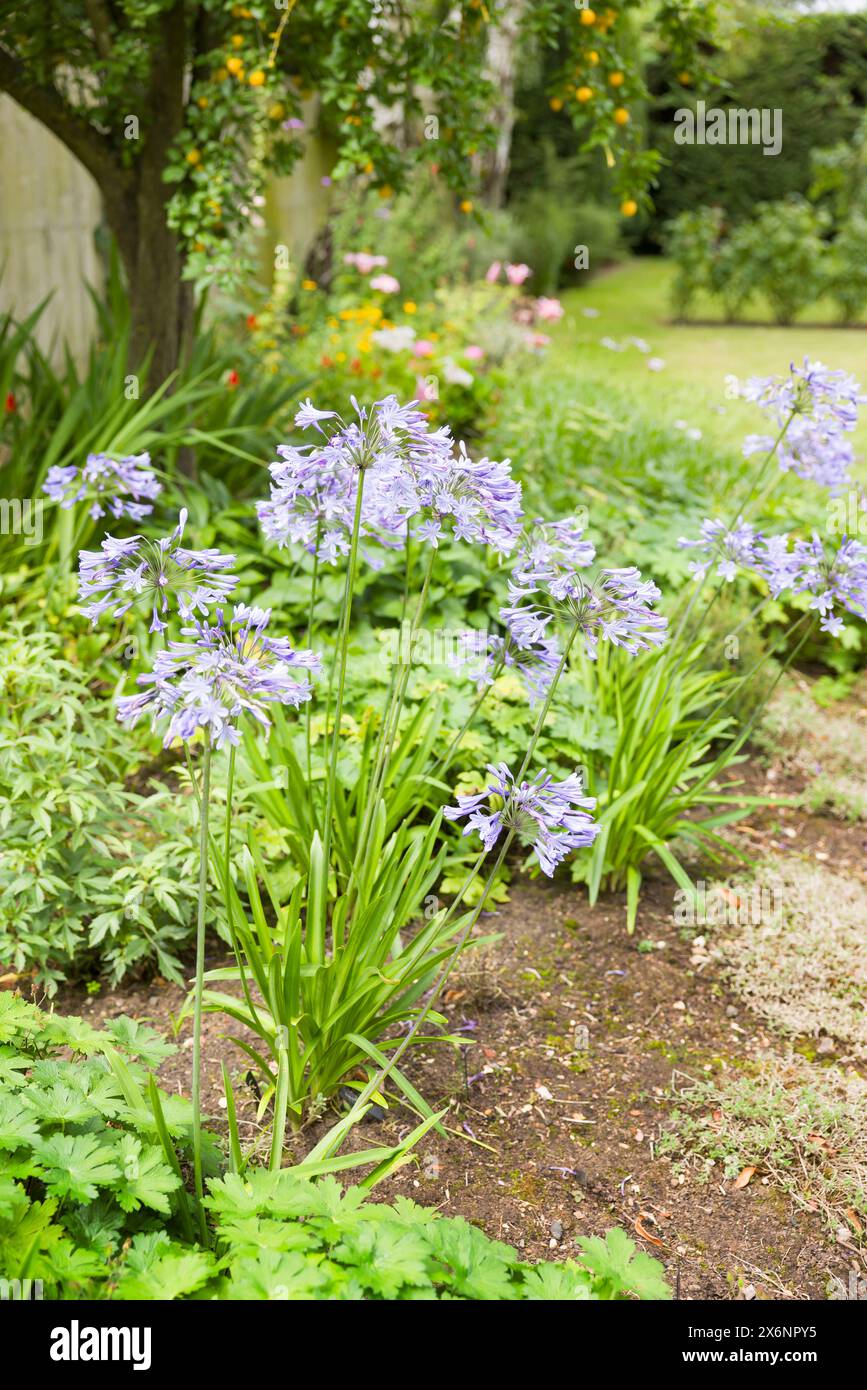 Blaue Agapanthus-Pflanze (afrikanische Lilie), die im englischen Gartenbeet wächst, Großbritannien Stockfoto