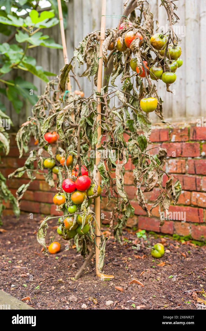 Rebtomatenpflanzen, die von der Fäule verwelkt sind, wachsen in einem britischen Garten Stockfoto