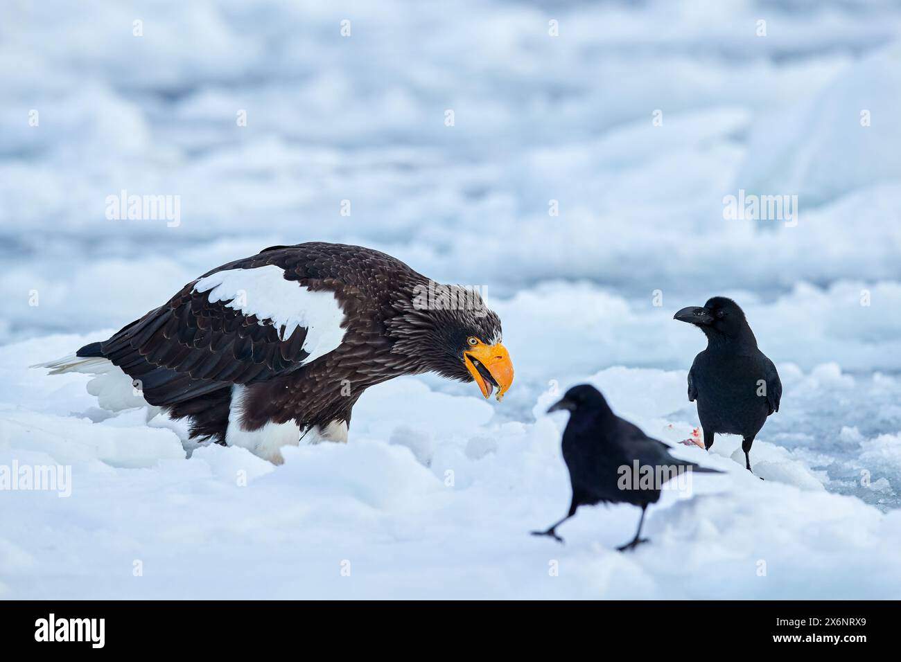 Adler mit zwei Raben auf Eis. Japanische Wintertiere. Seevögel auf dem Eis. Steller's Seeadler, Haliaeetus pelagicus, Vogel mit weißem Schnee, Hokkaido, ja Stockfoto