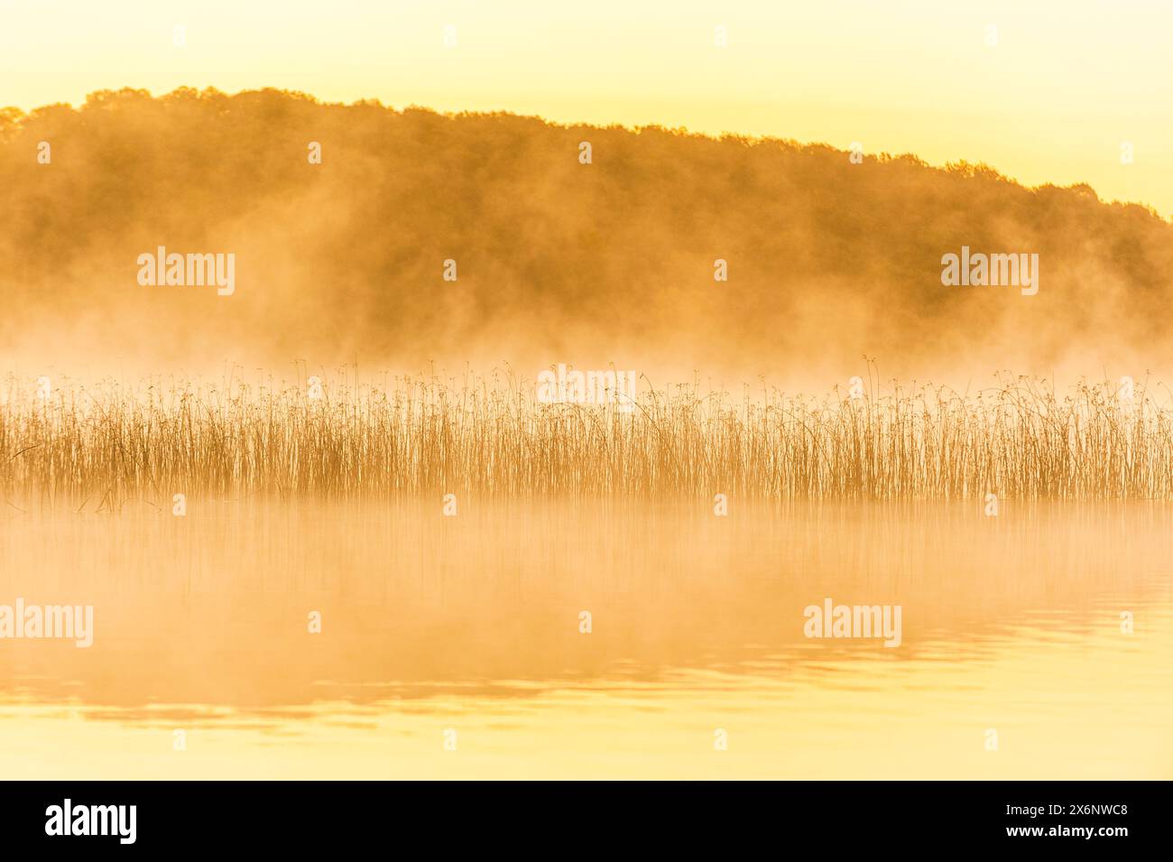 Schilf steigt durch den Morgennebel an einem ruhigen See in Schweden. Die trübe Atmosphäre schafft eine friedliche und ätherische Szene, wenn die Sonne aufgeht. Stockfoto