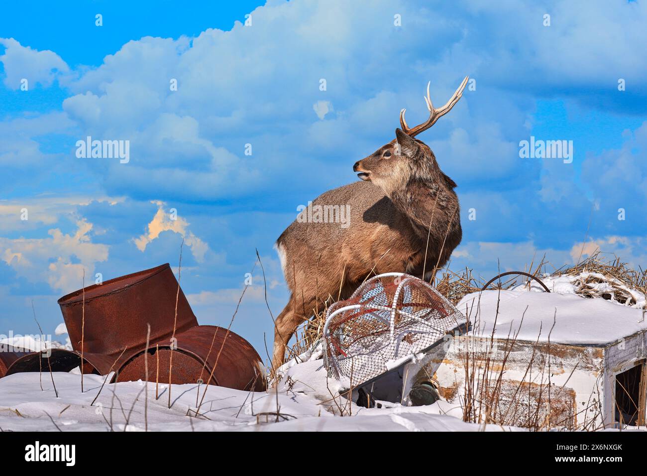 Hokkaido sika Hirsch in Müllhalde, Cervus nippon yesoensis, auf verschneiten Wiesen, Winterberge im Hintergrund. Tier mit Geweih in der Natur Stockfoto