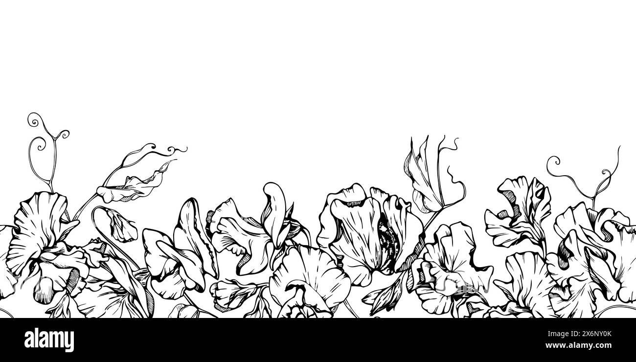 Hand gezeichnete Vektor-grafische Tinte Illustration botanische Blumen Blätter. Süße, immerwährende Erbse, Wicke Bindweed-Hülsenfrüchte. Nahtloses Banner isoliert auf weiß Stock Vektor