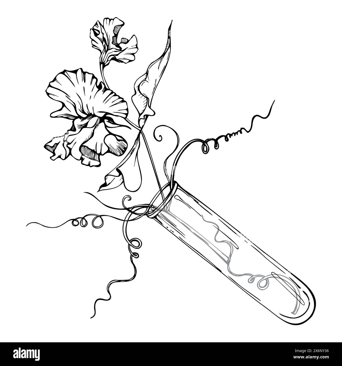 Hand gezeichnete Vektor-grafische Tinte Illustration botanische Blumen Blätter. Süße, immerwährende Erbse, Wicke Bindweed-Hülsenfrüchte. Glasvase Strauß isoliert weiß Stock Vektor
