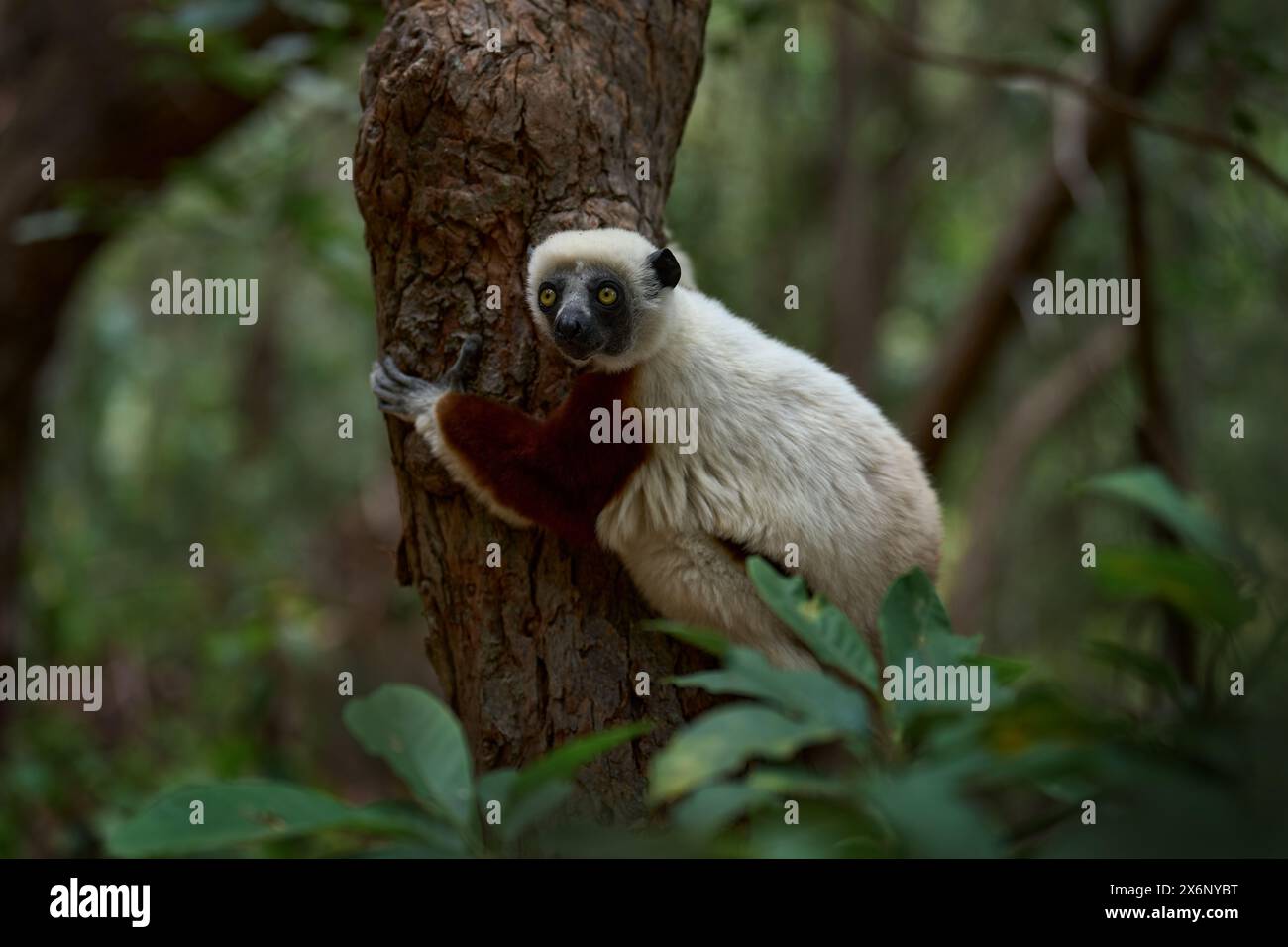 Sifaka auf dem Baum. Madagaskar endemische Tierwelt. Afrika Natur. Coquerel-Sifaka, Propithecus coquereli, Ankarafantsika NP. Affe im Lebensraum. Wild M Stockfoto