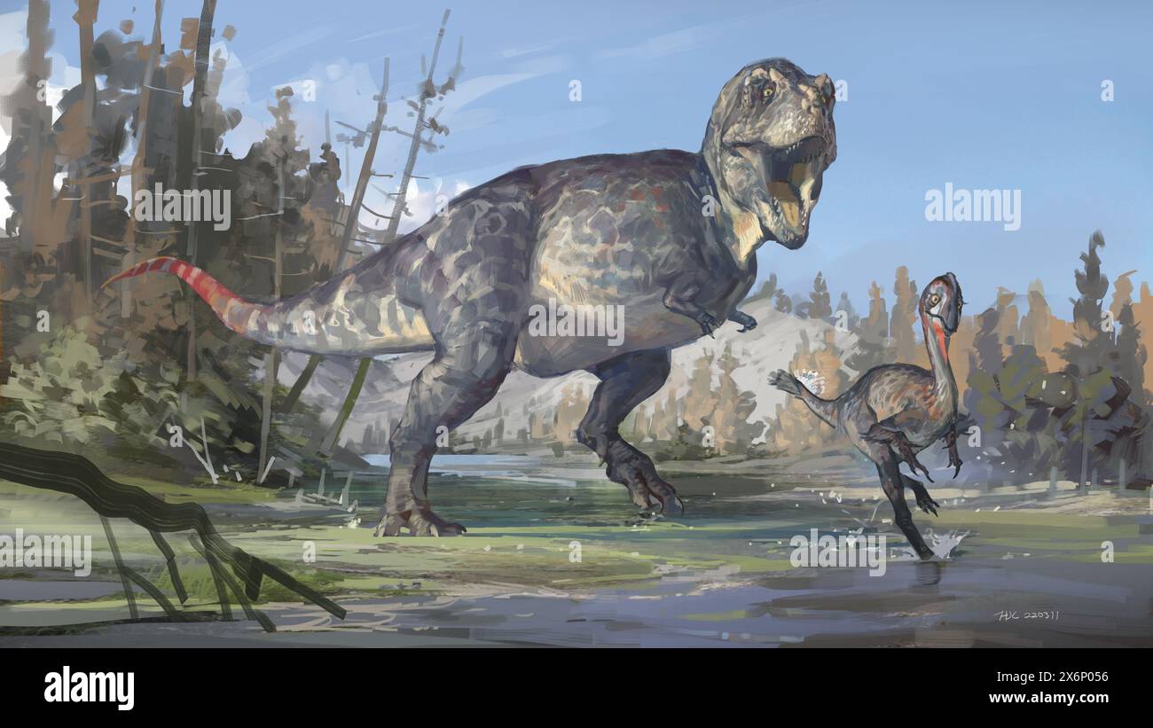 (240516) -- GUANGZHOU, 16. Mai 2024 (Xinhua) -- dieses Bild zeigt ein restauriertes Bild von Tyrannosauroidea, einem zweibeinigen Raubtier-Dinosaurier, der vor 70 Millionen bis 66 Millionen Jahren stammt. ZUM THEMA „Across China: Fossile Zähne bieten neue Einblicke in Dinosaurier in Südchina“ (Foto: Huang Jiali/Xinhua) Stockfoto